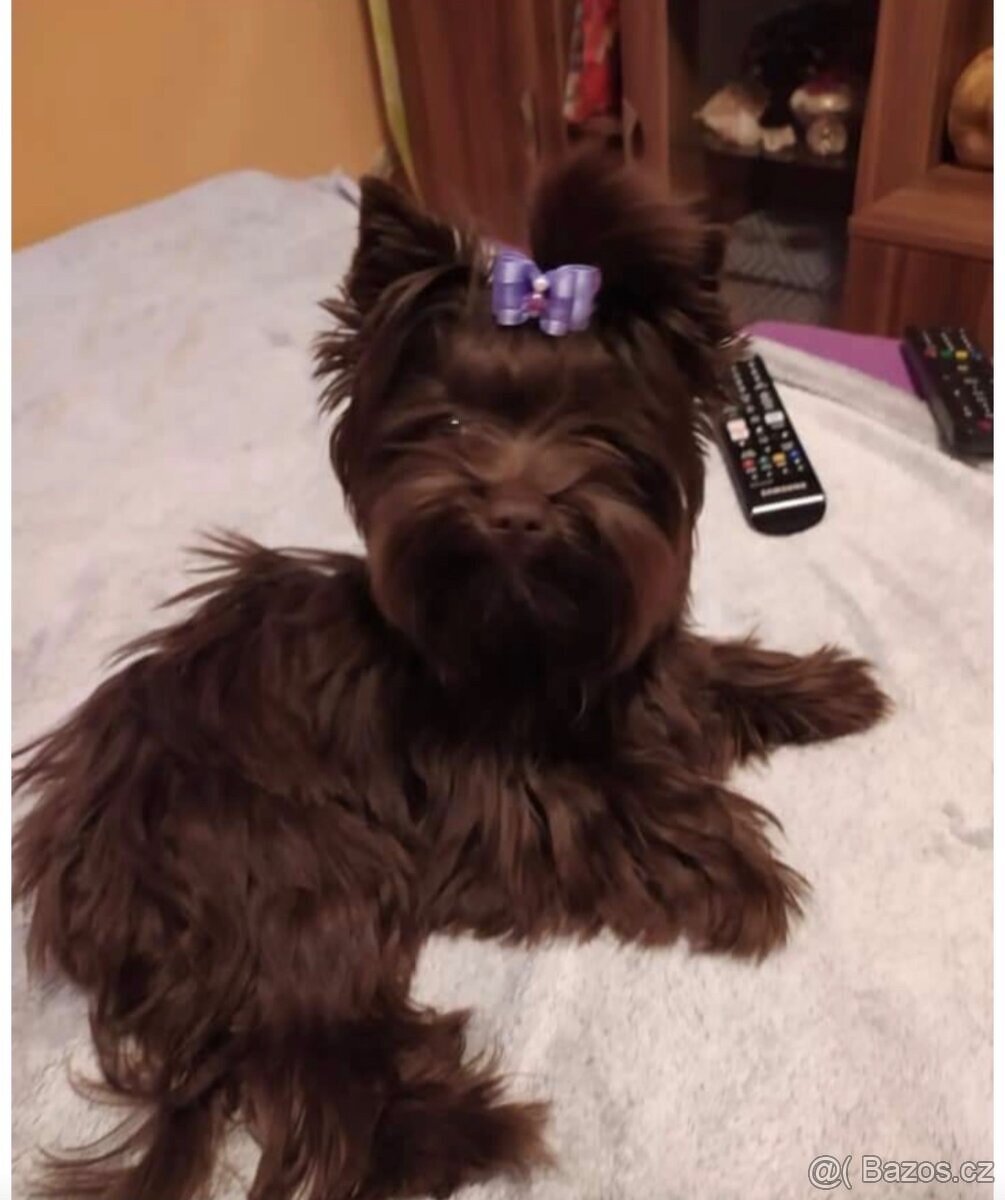 Jorkšírsky teriér s PP Fenka & Pes - 9