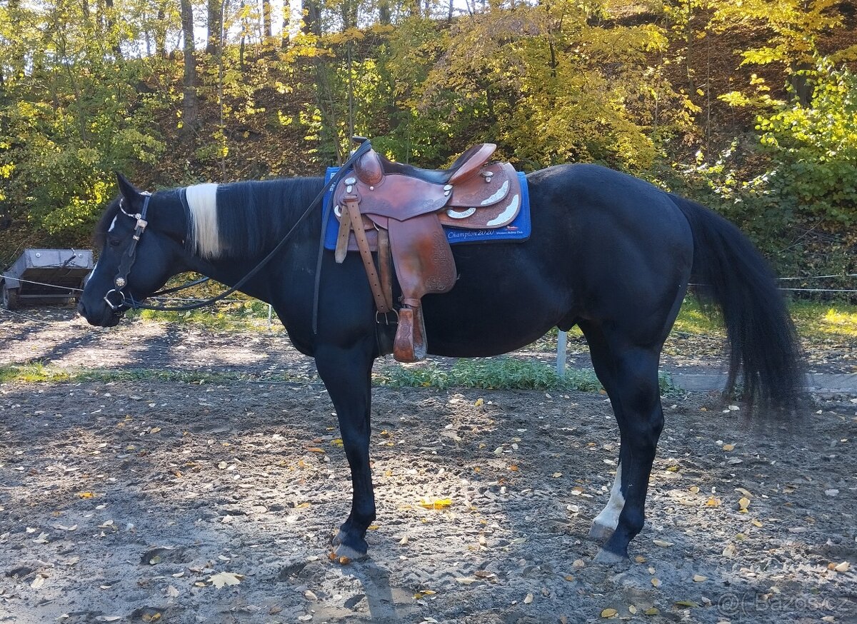 Připouštění APH Black Overo hřebcem - 9