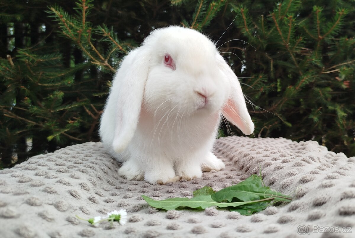 Zakrslý beránek, králík, králíček - WILLIAM - 9