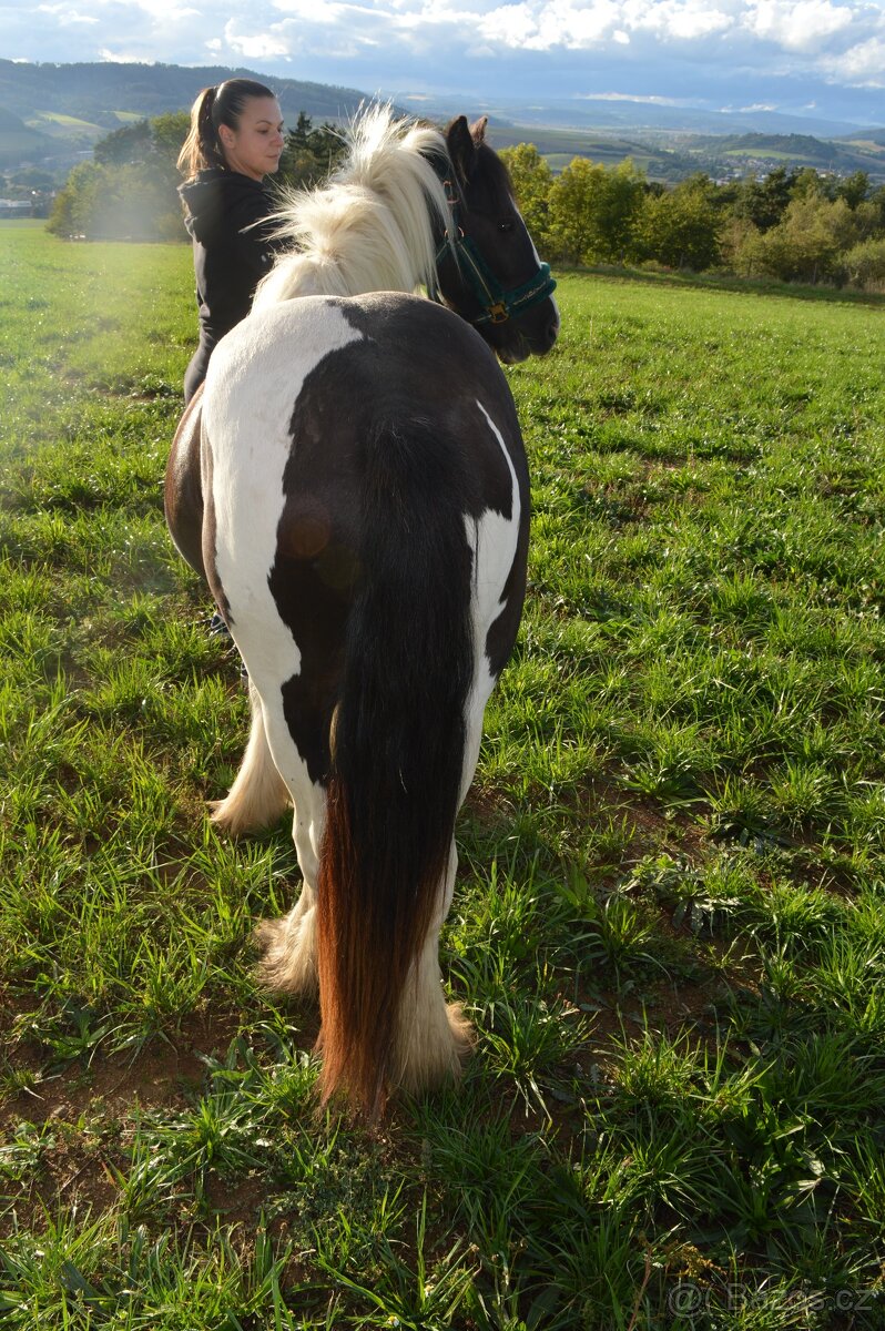 Prodej Irského Coba - 9