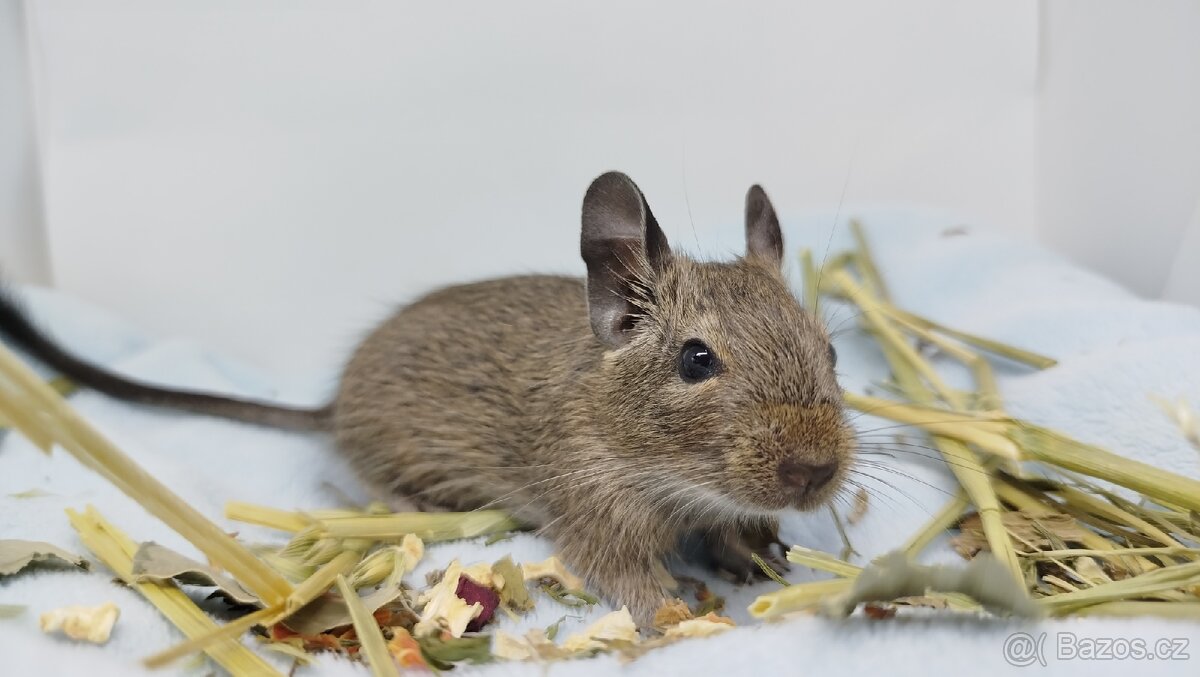 Osmák degu, Osmáci- SAMEČEK - 9
