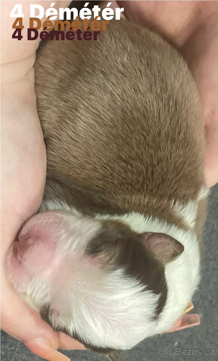 Border kolie s pp - 9