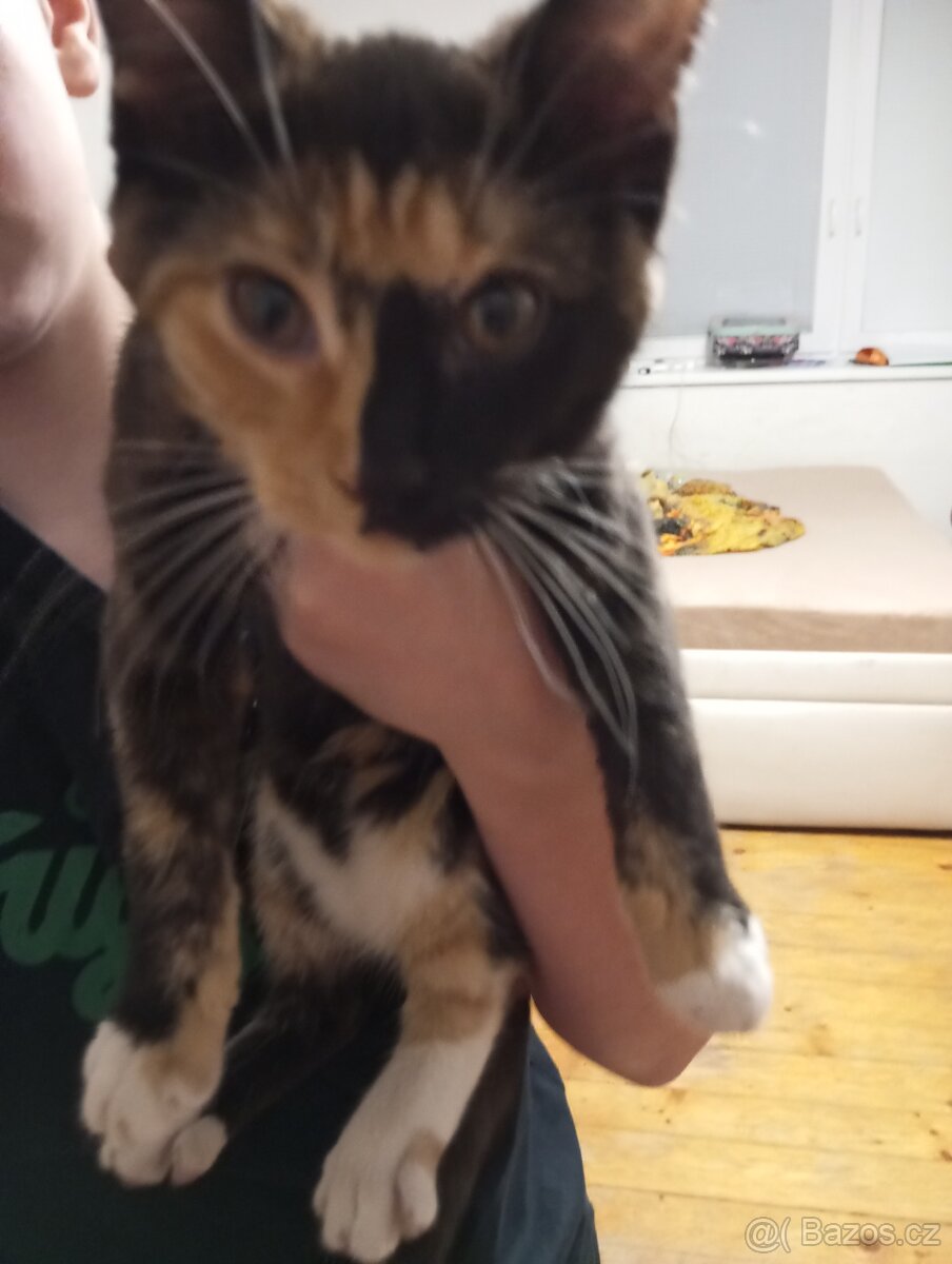 Koťátka - 9