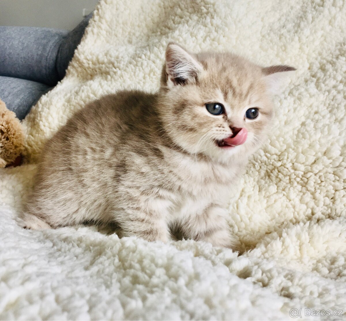 Britský kocourek ke krytí - 9