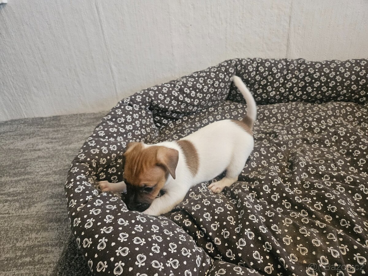 Jack Russel teriér - 9