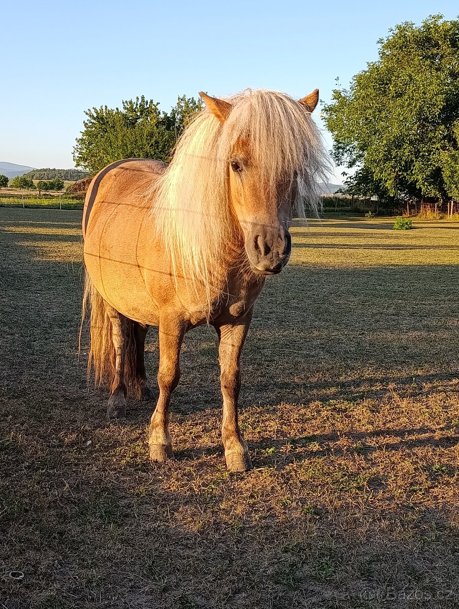 Shetland pony - 9