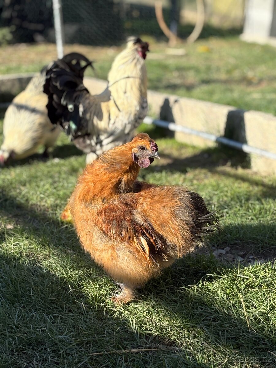 Kohouti hedvábnicky a Pavlovka - 9