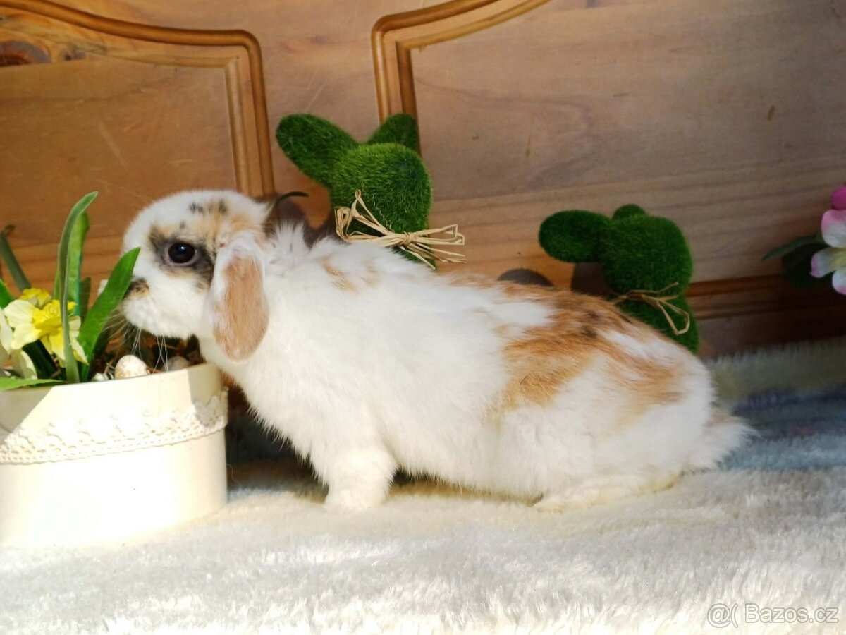 volná samička - minilop - 9