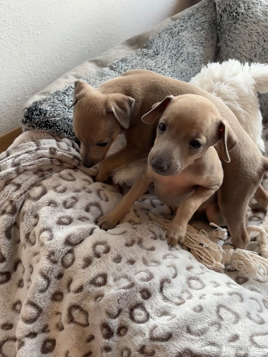Štěňátka Italského chrtíka s PP - 9