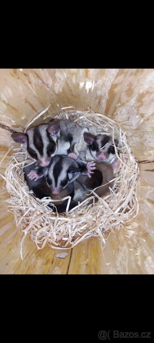 Vakoveverky + vybaveni - 9