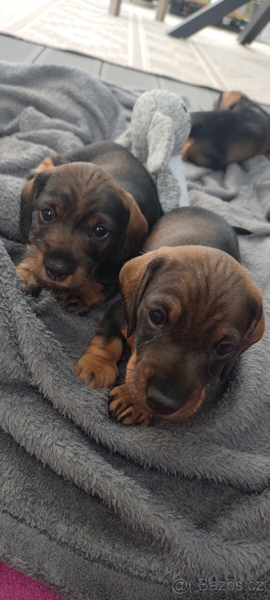 Jezevčík drsnosrstý - 9