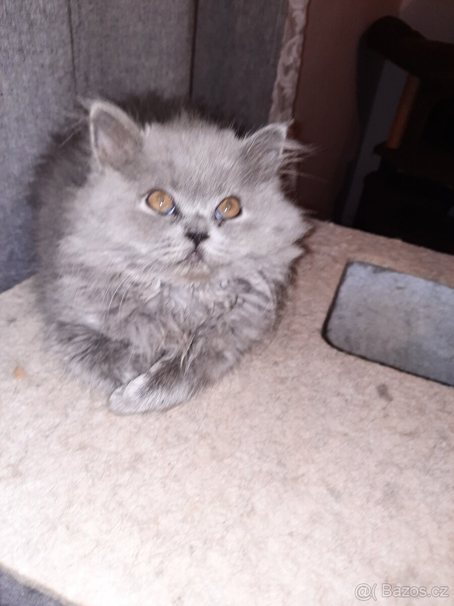 poslední britské kotě bez PP. - 9