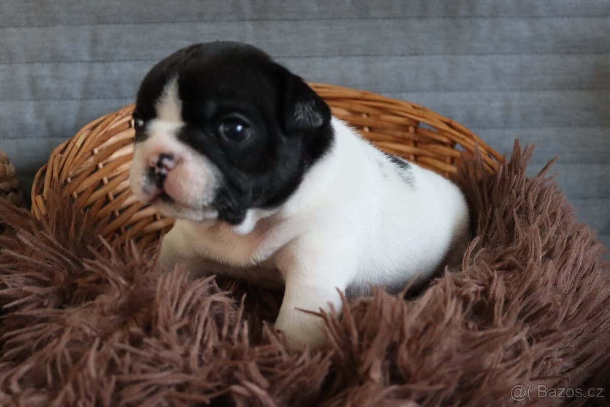 Francouzský buldoček s PP - 9