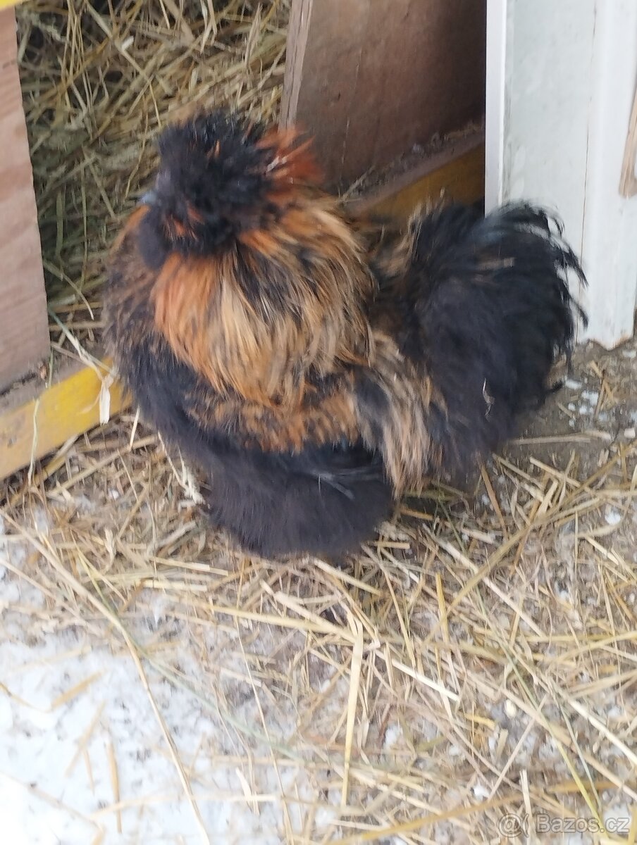 Kohouti hedvábničky - 9