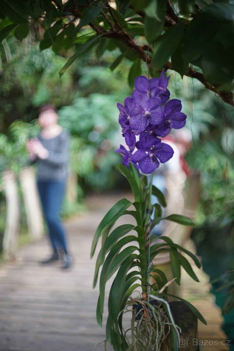 Objektiv Super-Takumar 50/1.4, 8-element, m42 závit - 9