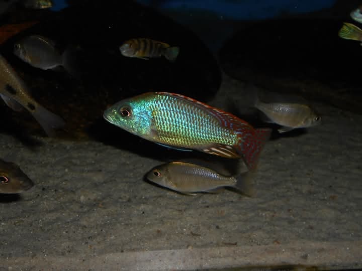 Otopharynx Tetrastigma, Malawi - 9