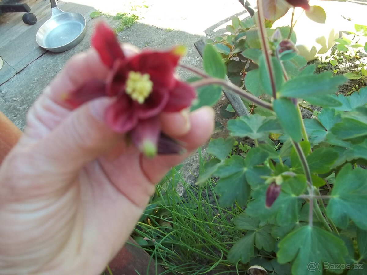 Orlíček květina - 9