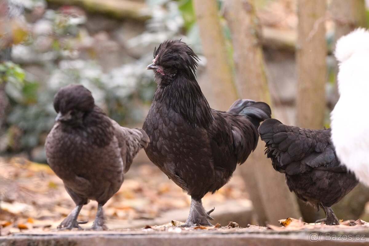 Minikříženci (zHol-He) pro radost na zahradu i vejce - 9