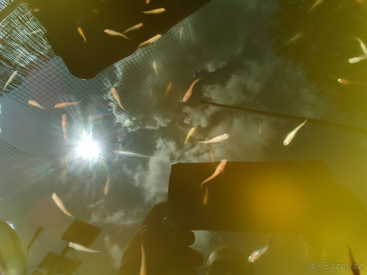 Medaka japonská,Oryzias latipes, Rýžová ryba - 9