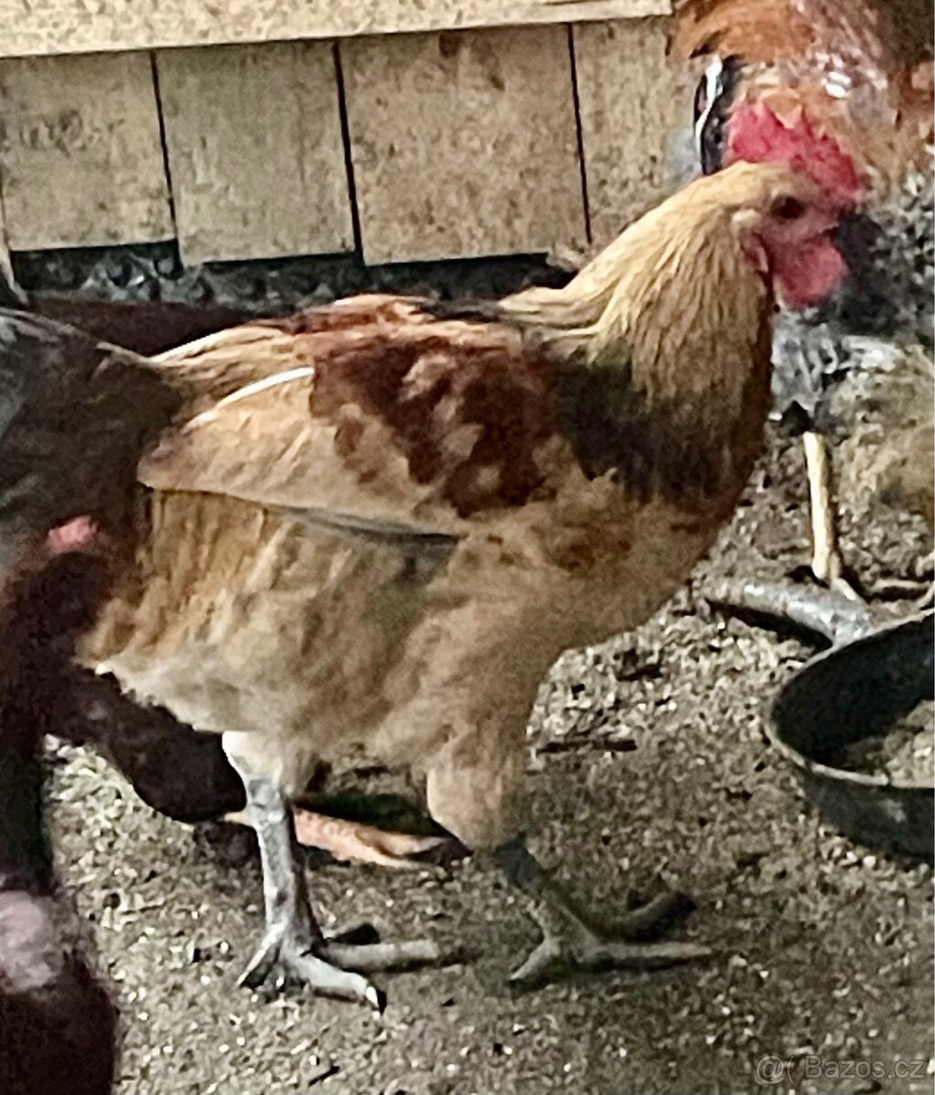 Kohout domácí - 9