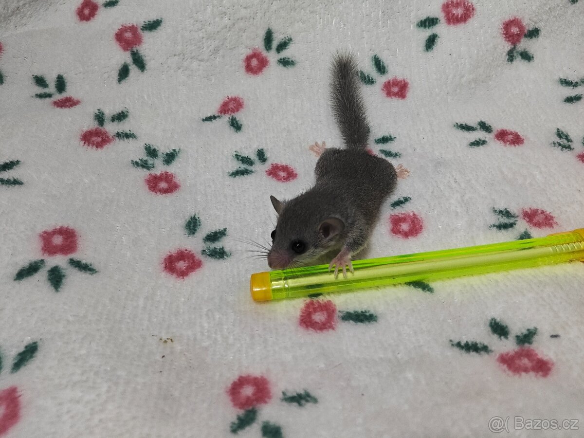 Plšík africký - 9