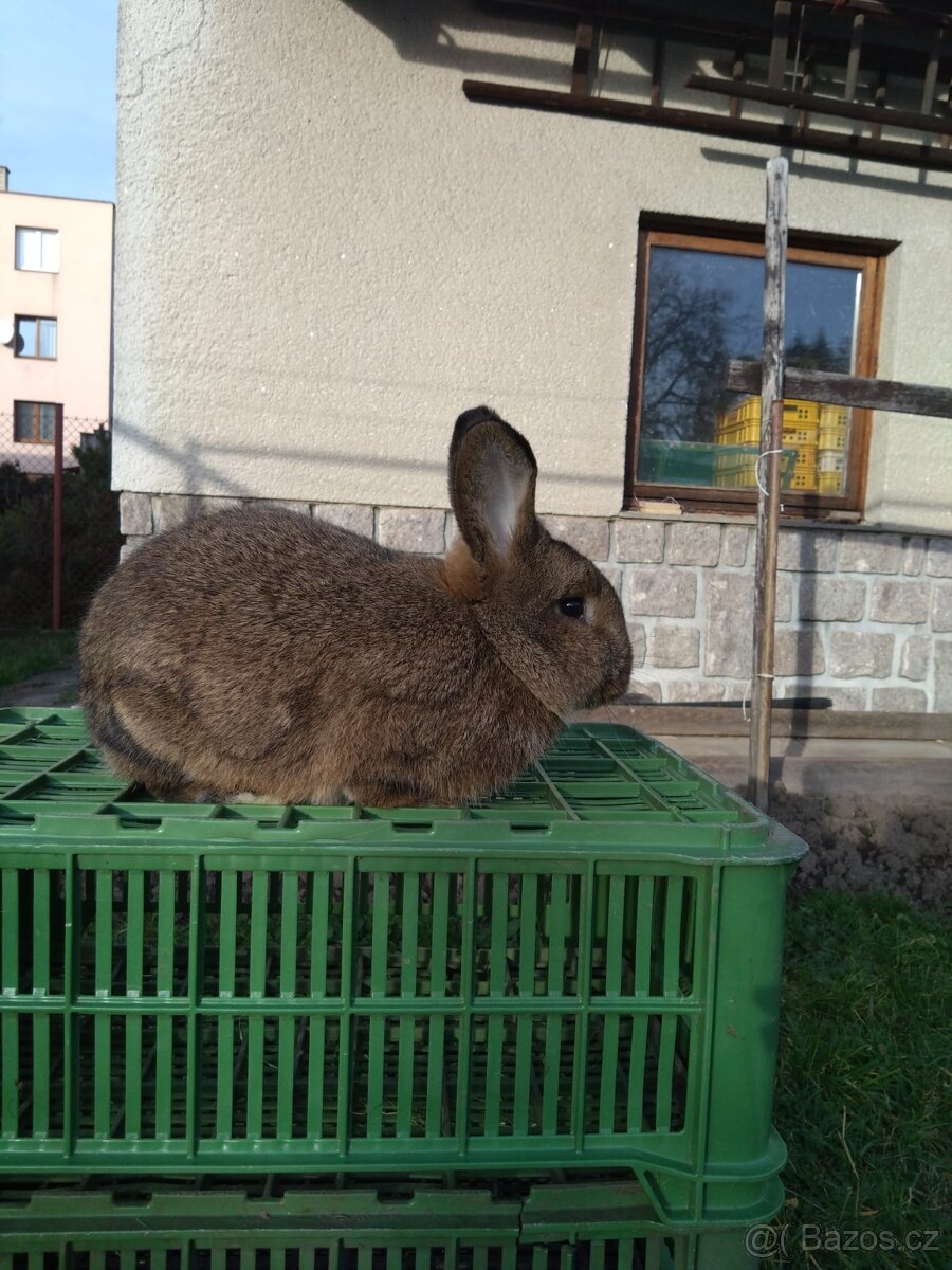 Vídeňský šedý - 9