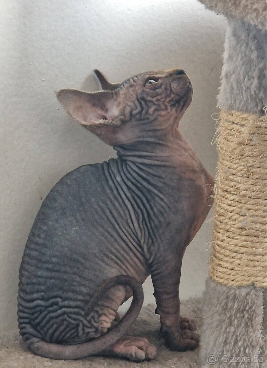 Kanadský sphynx bez PP - kluk - 9