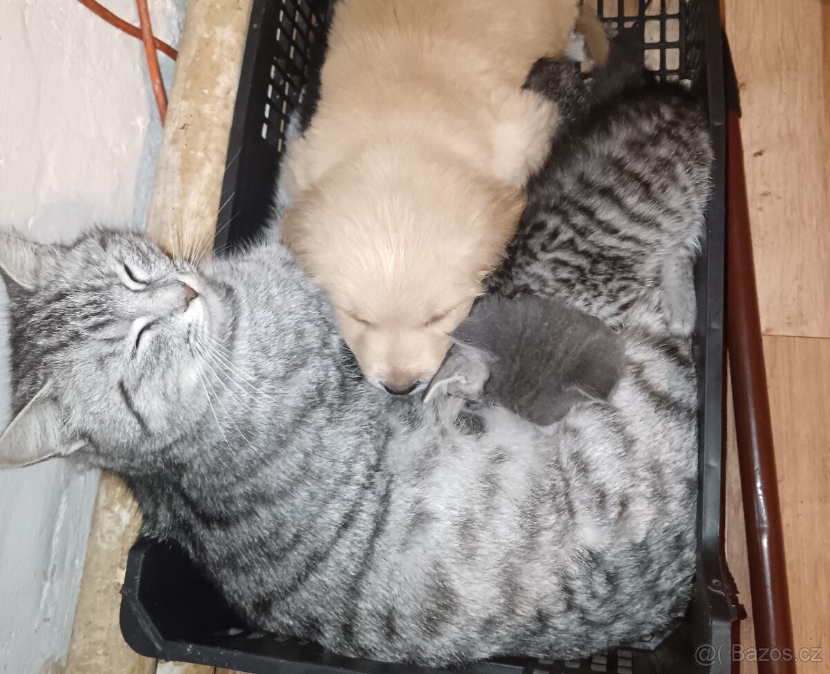 Britská whiskas - 9