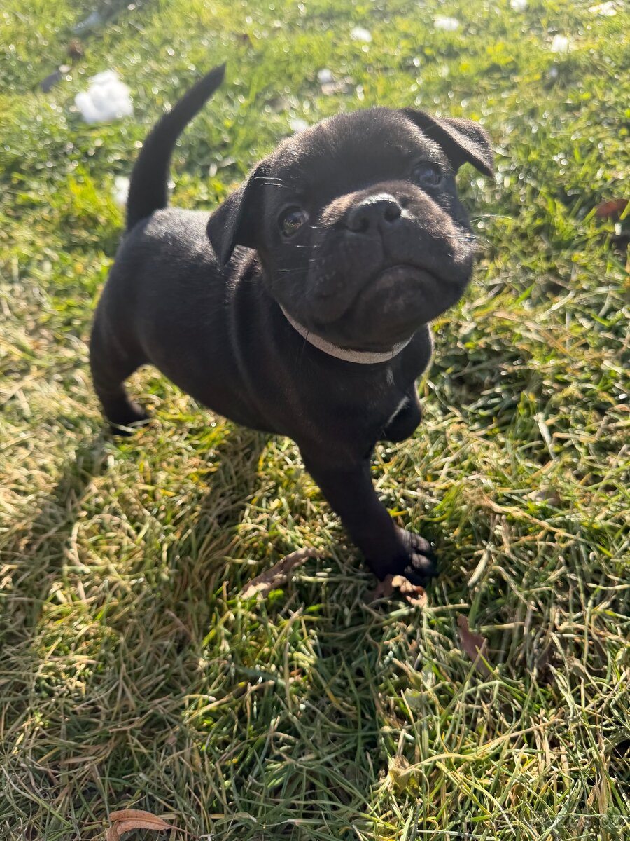 Stafordšírský Bulteriér - 9