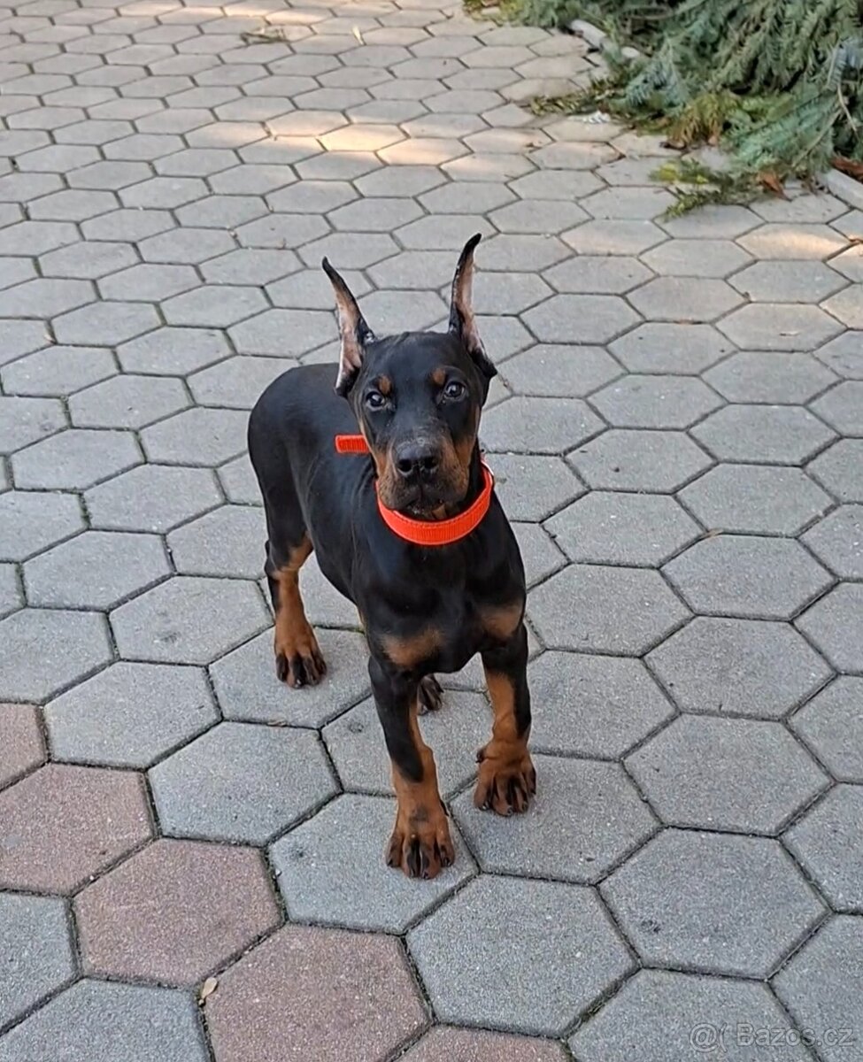 DOBRMAN Šteniatka s FCI P.P. - 9