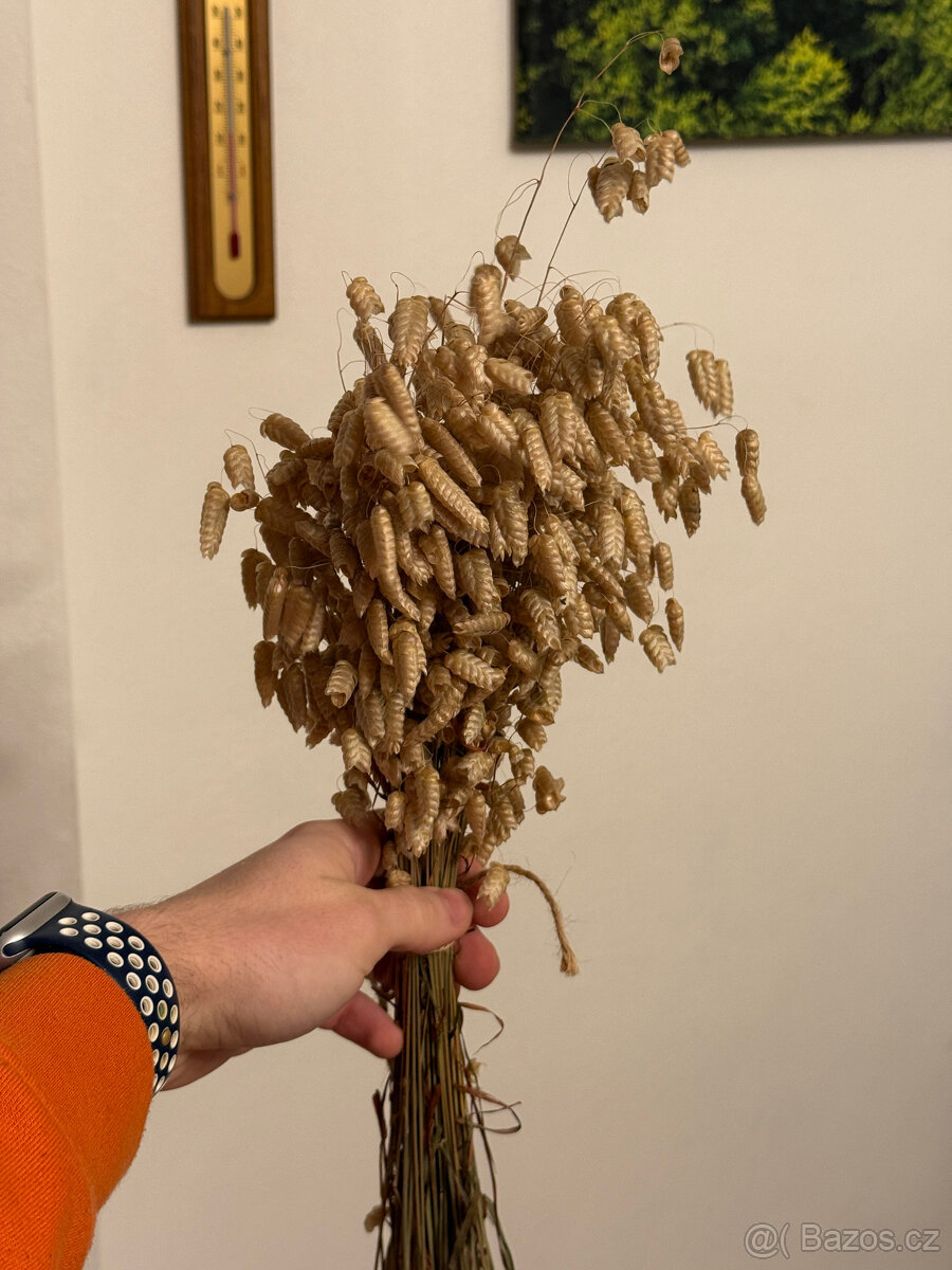 Okrasné trávy - 9