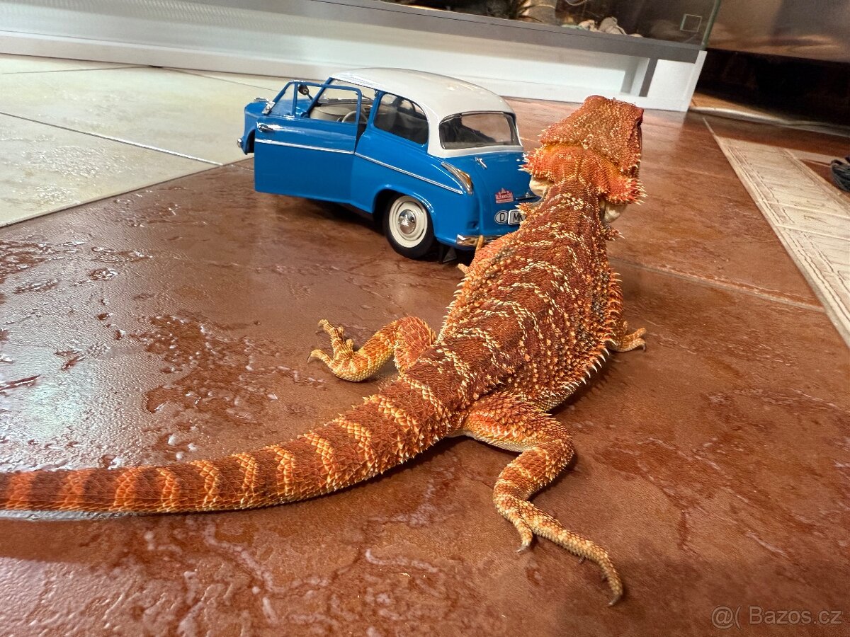 AGAMA VOUSATÁ SAMIČKY K PRODEJI - 9