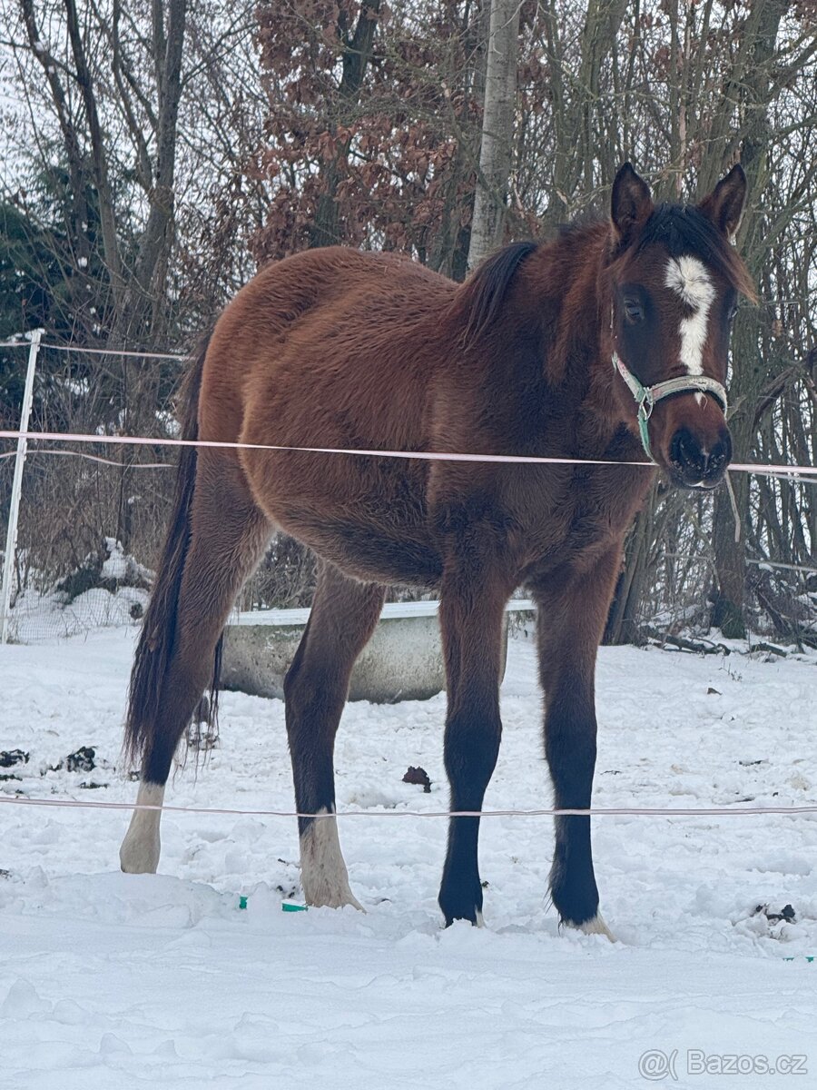 ČT klisnicka k prodeji - 9