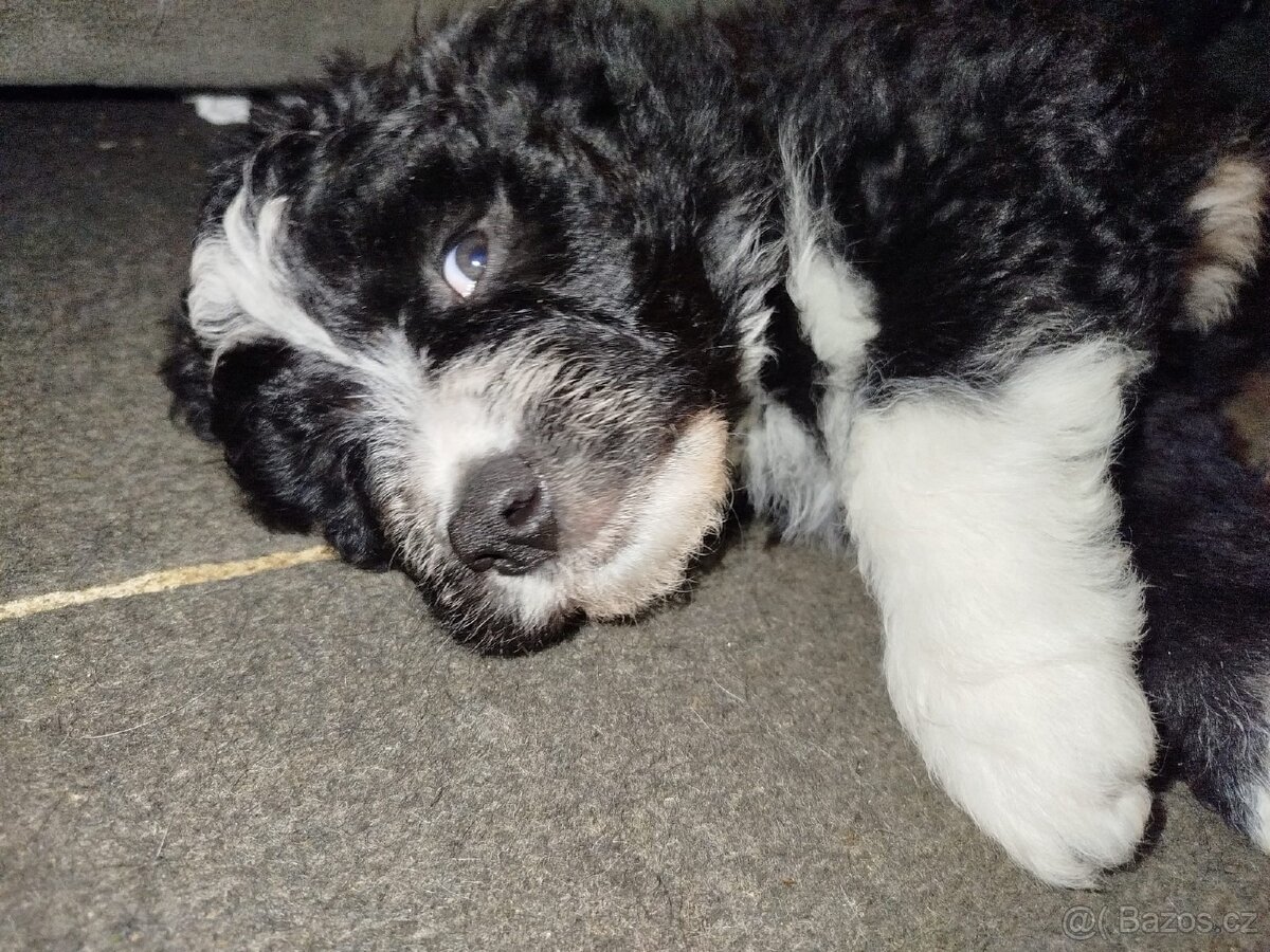 3 štěňata na prodej - 9