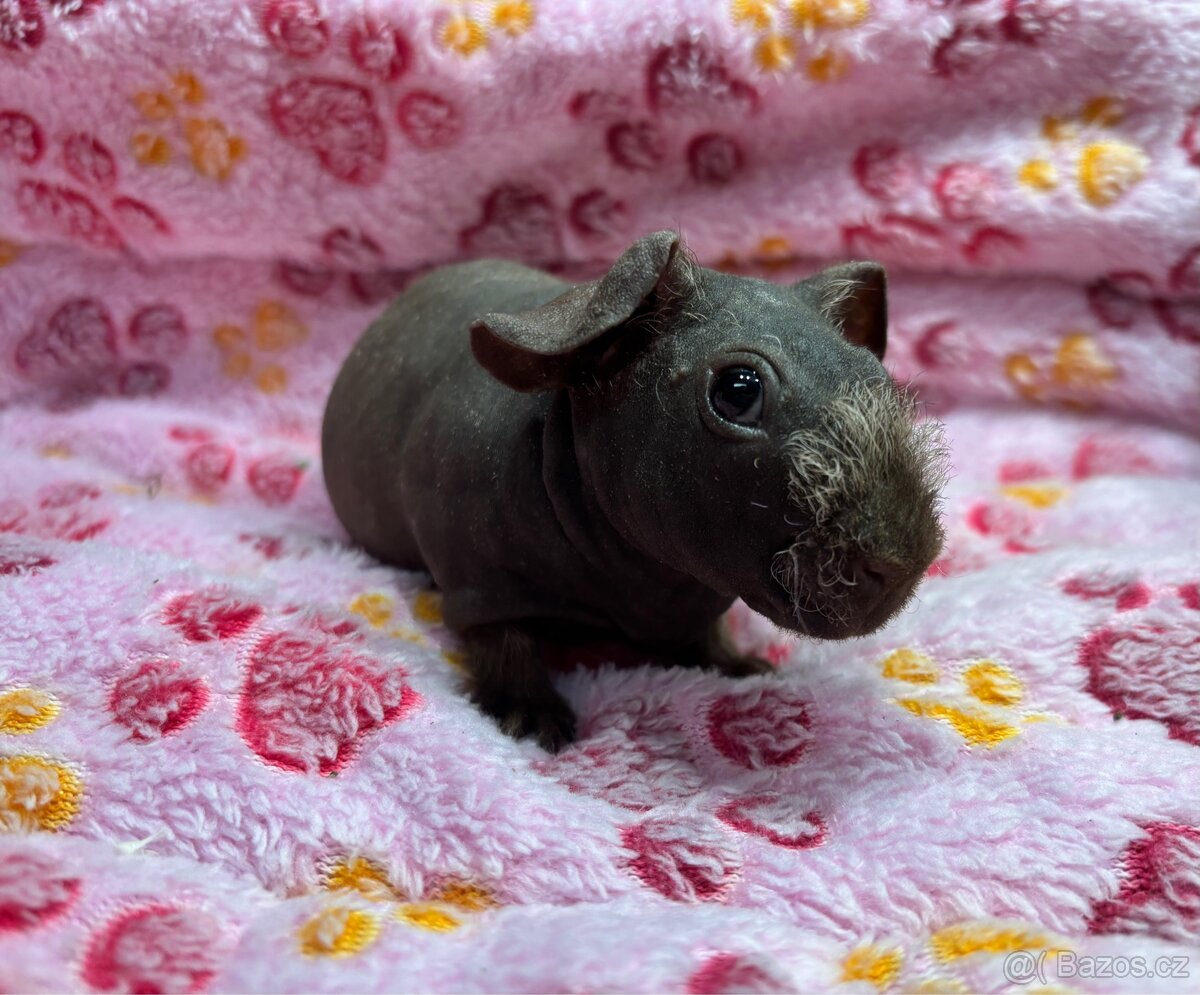 Skinny morče, sameček s PP - 9