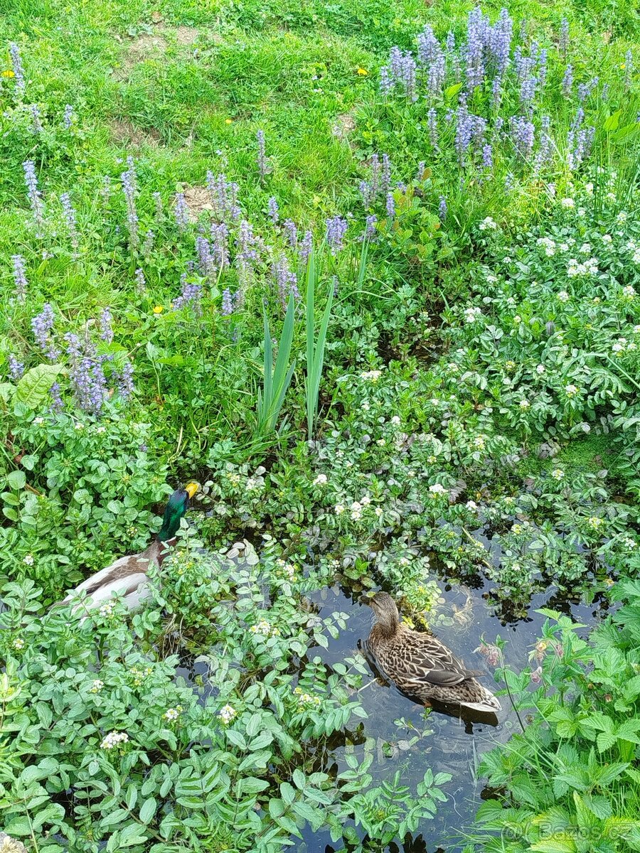 Krásný pozemek - 9