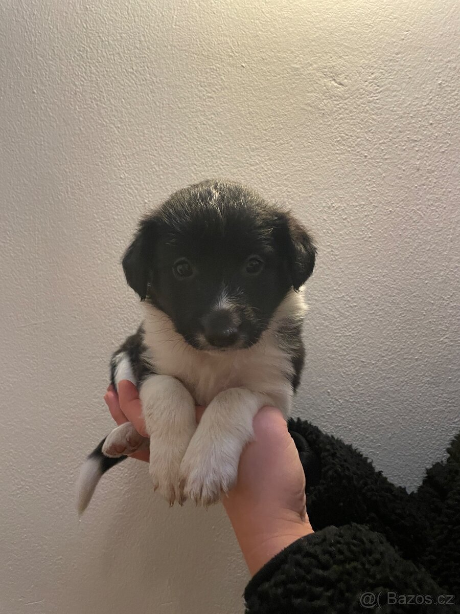 Štěňátka kříženci border kolie - 9