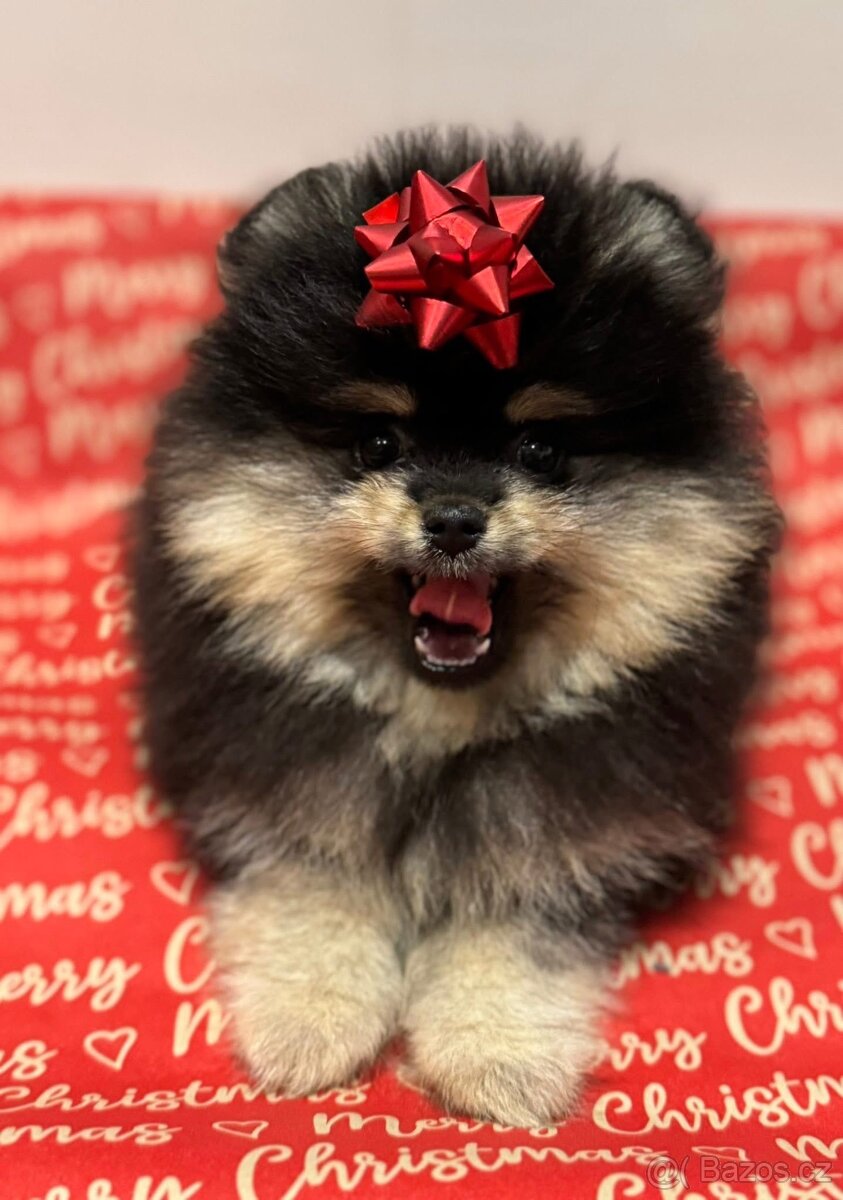 Pomeranian s pp FCI - 9