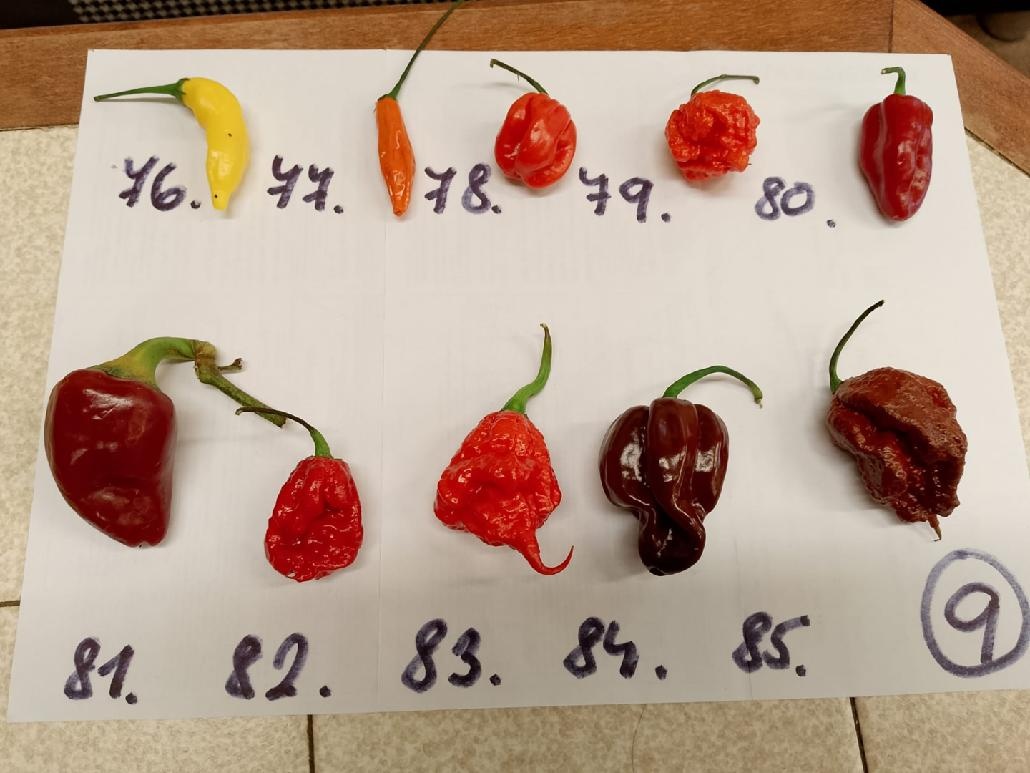 Semínka chilli papriček - zdarma - 9