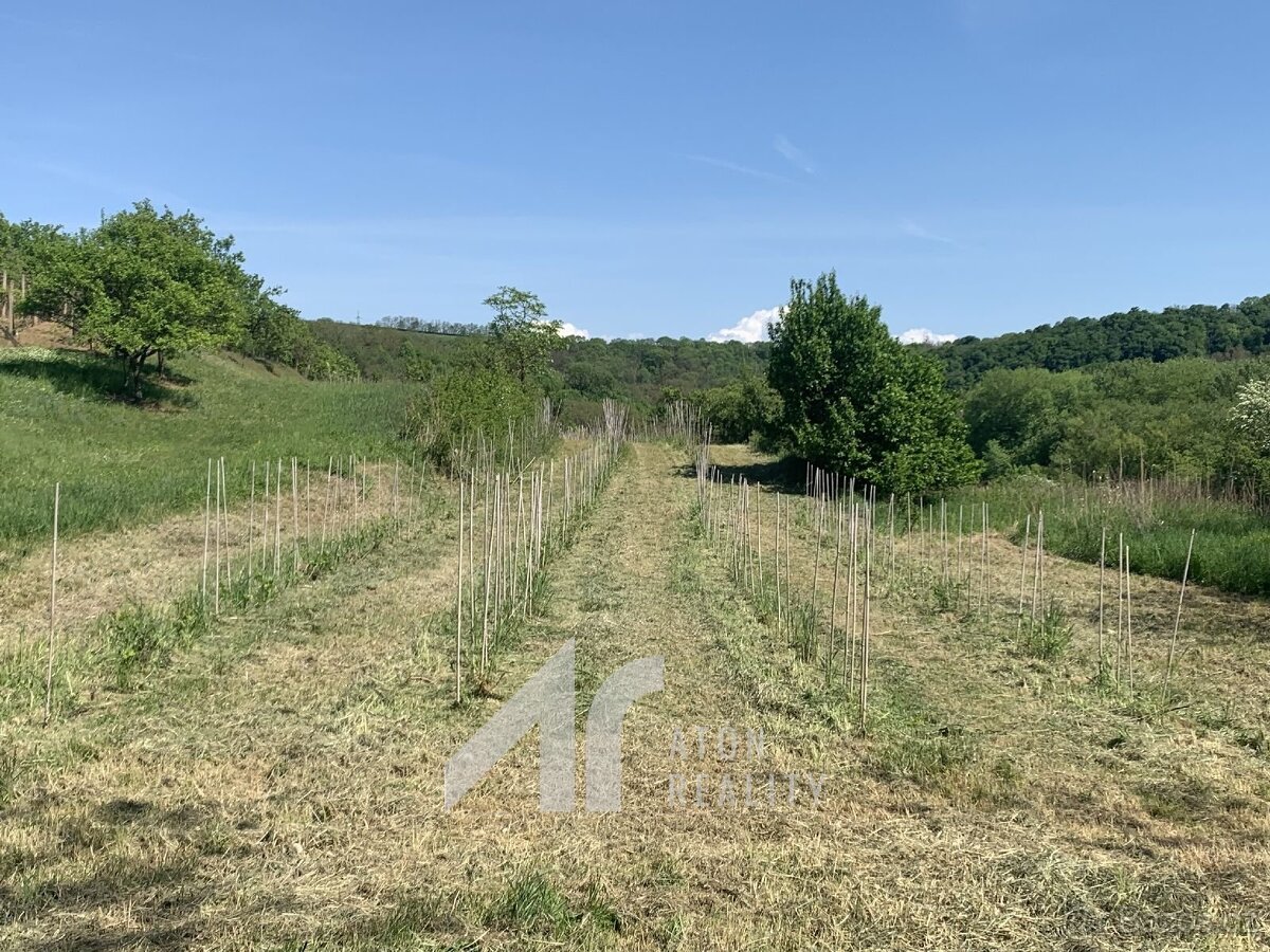 Křepice u Hustopečí – mladá vinice 2 199 m2 – vinice - 9