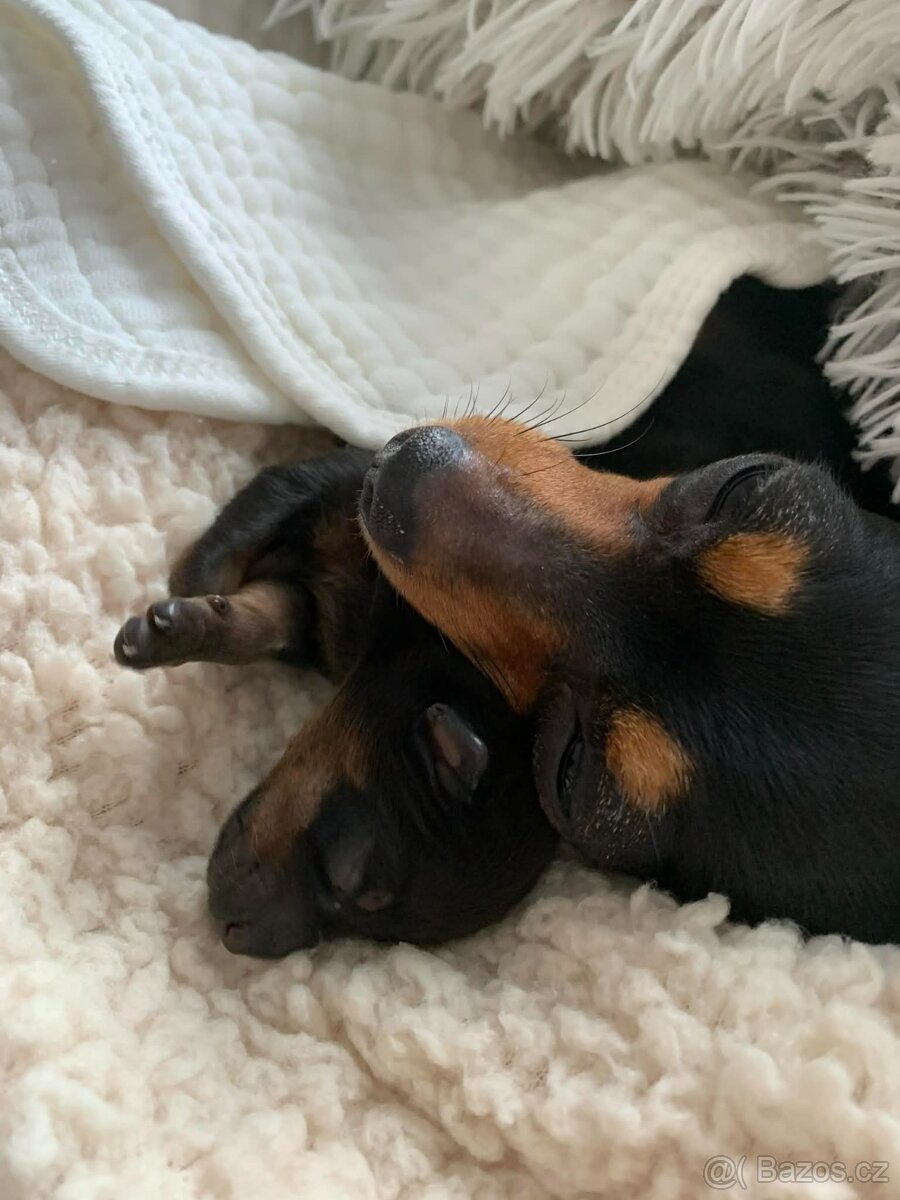 Pražský krysařík - mini - 9