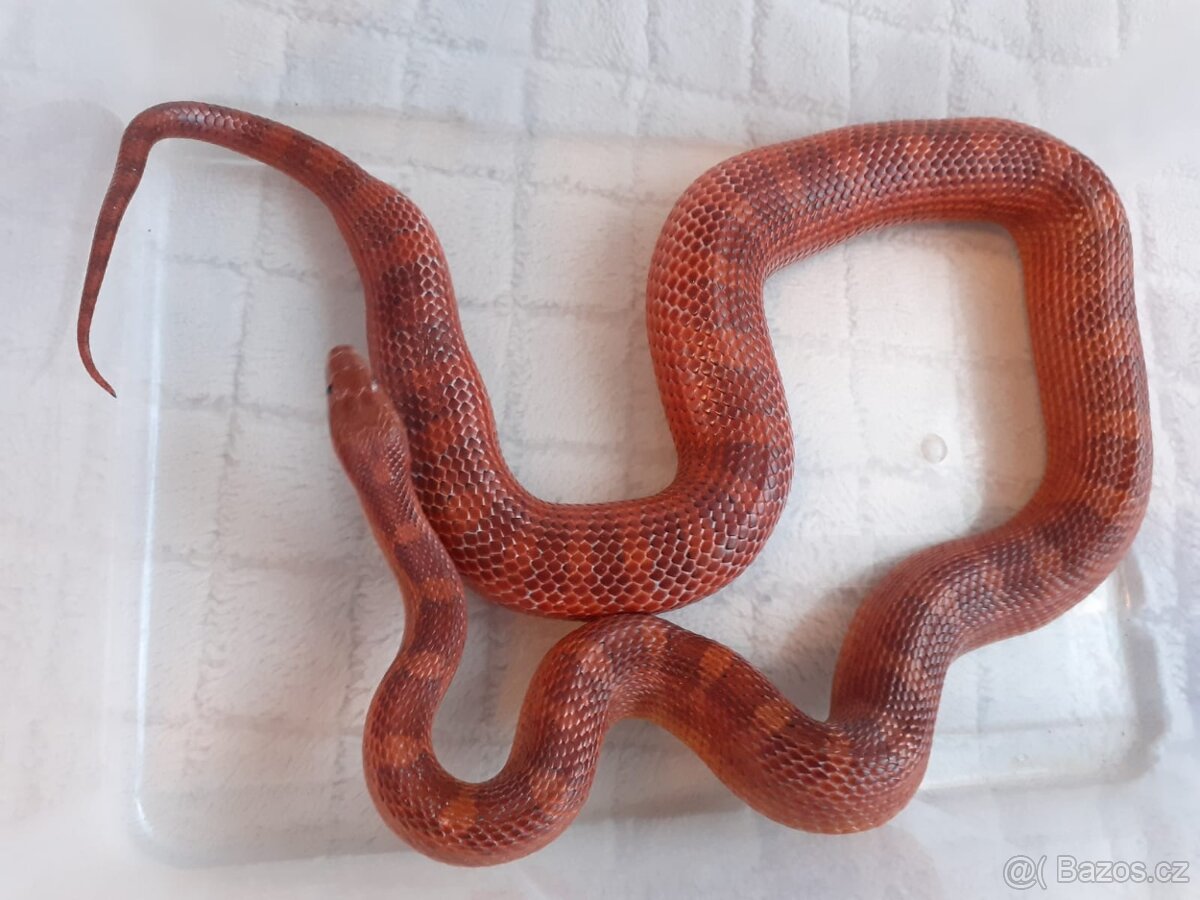 Užovky červené, krajta královská - 9
