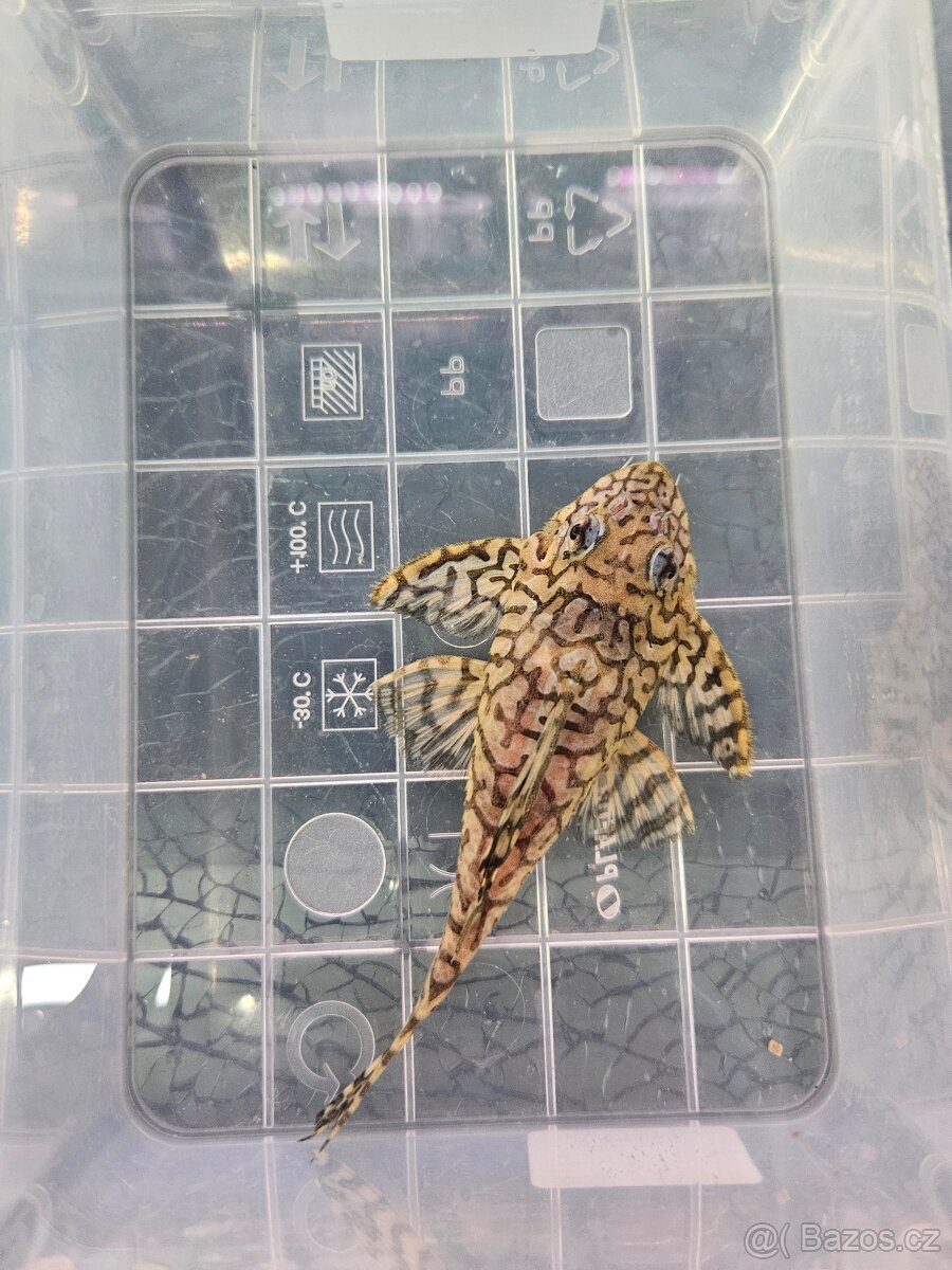 L 236 Super Yellow - chovné páry - 9