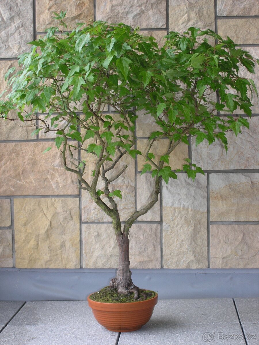 Venkovní Bonsaje - 9
