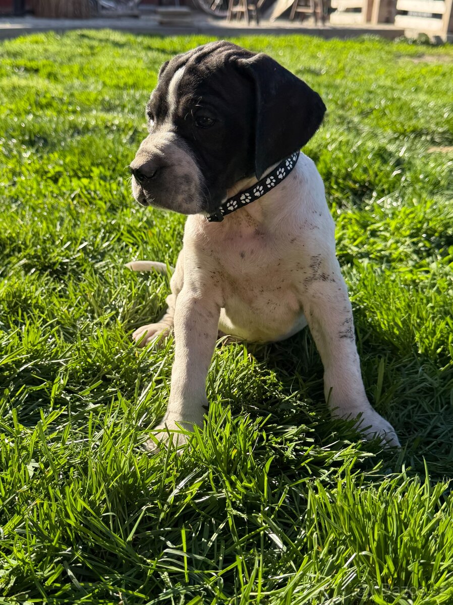 POINTER, stěňata bez P.P. - 9