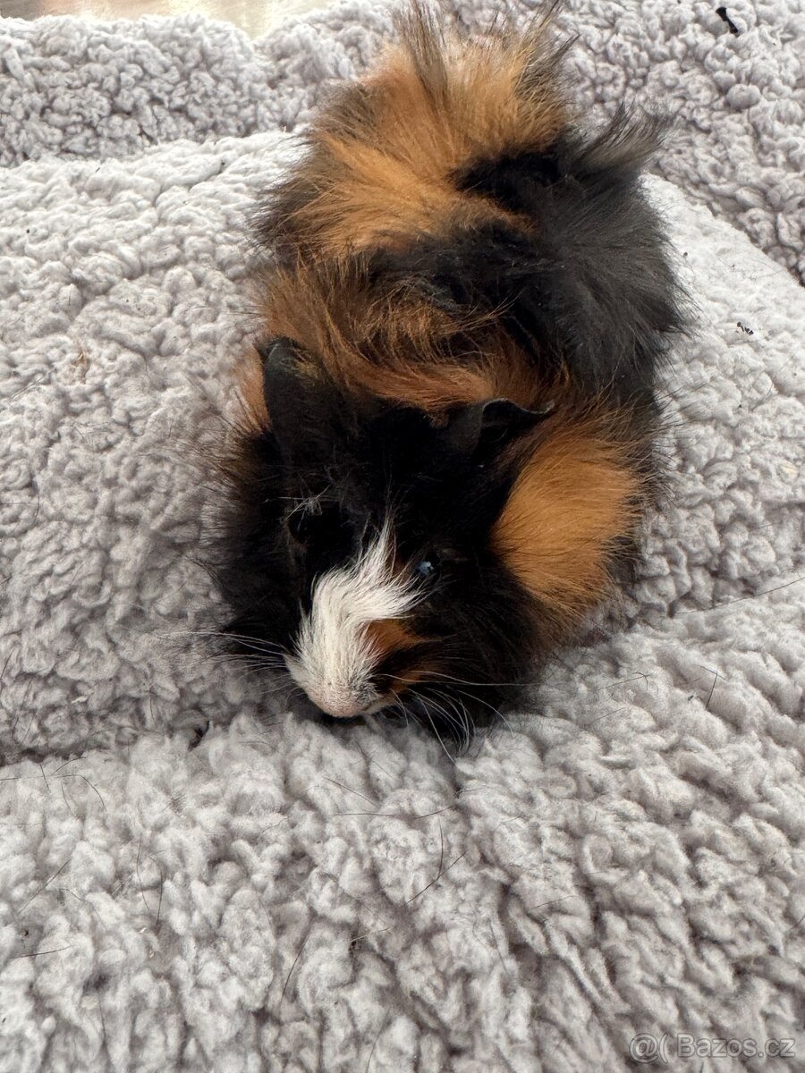 Darujeme mláďata morčat - 9