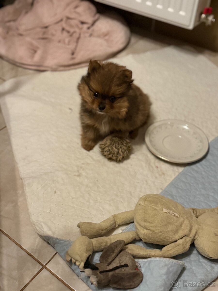 POMERANIAN S PP - 9