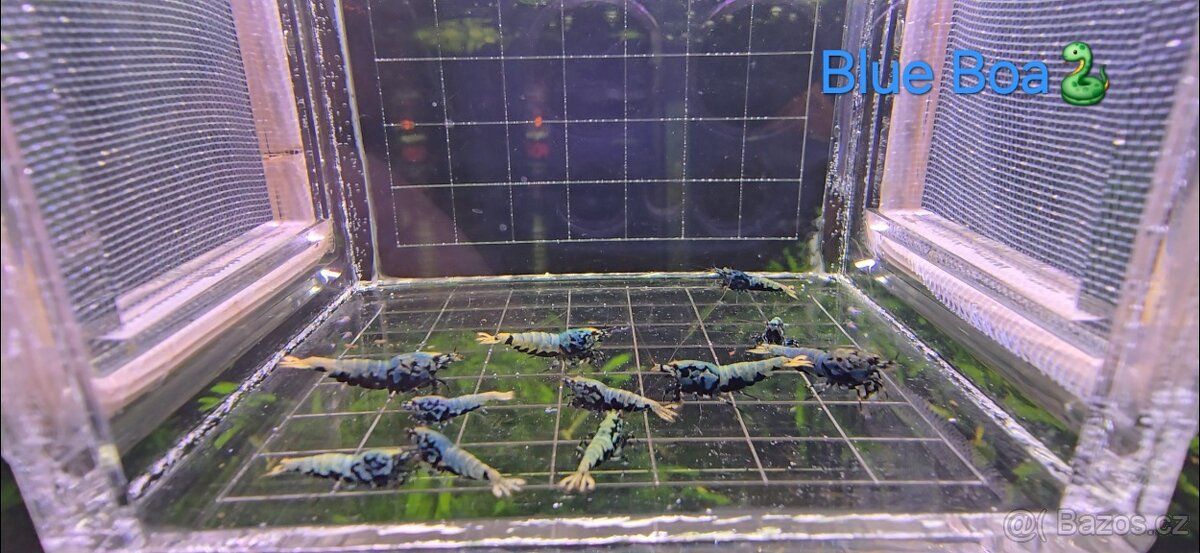 Krevetky caridina - 9