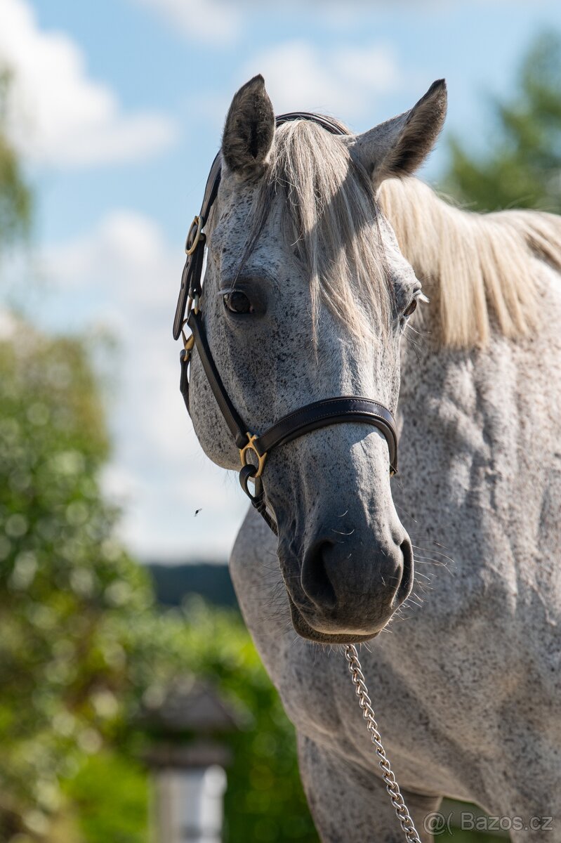 Luxusní klisna do chovu a rekreaci - 9