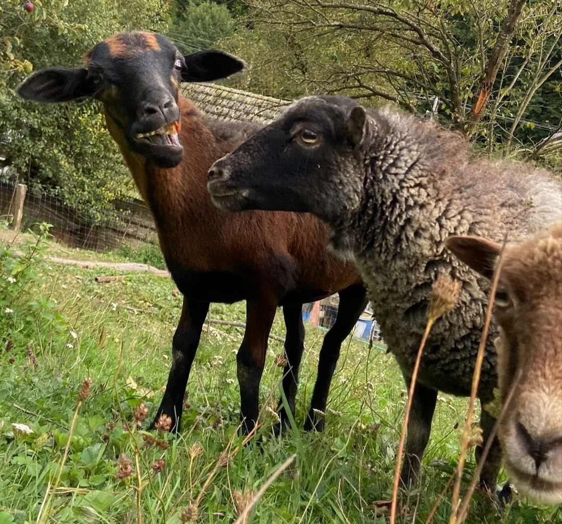 Kamerunska jehnička - 9